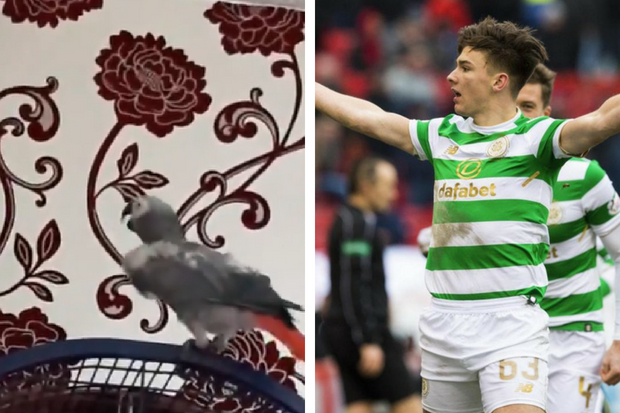 Watch the moment Celtic-supporting parrot sings the Kieran Tierney song